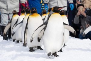 旭山動物園の人気イベント「ペンギンの散歩」