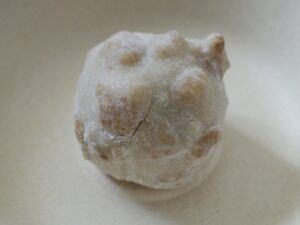 大粒の胡桃が大胆に！