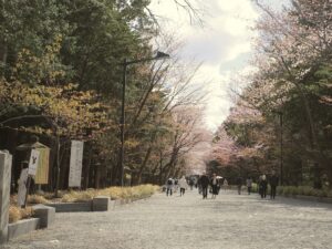 北海道神宮正面の桜並木